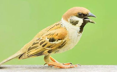 麻雀第一课时教学反思11篇