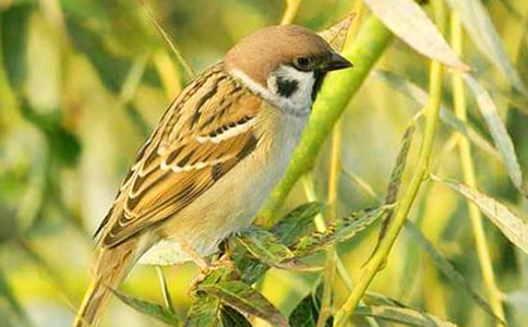 《小麻雀》说课稿