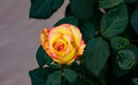 观察玫瑰花的周记