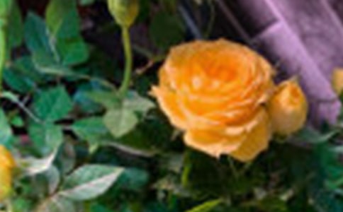 二年级下册《小鹿的玫瑰花》教学反思范文