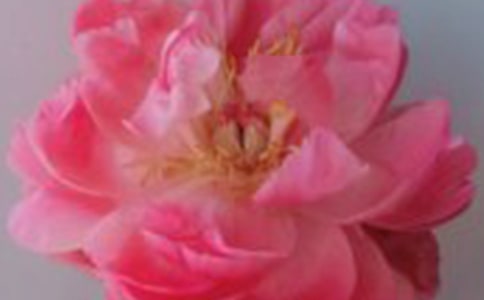 裴多菲:一朵带刺的玫瑰