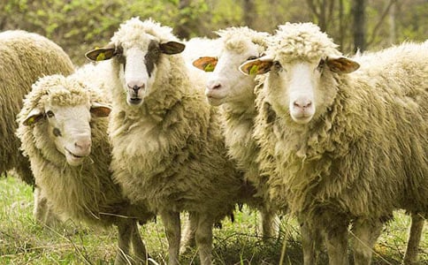 中班优秀语言教案《谁跟小绵羊去避暑》