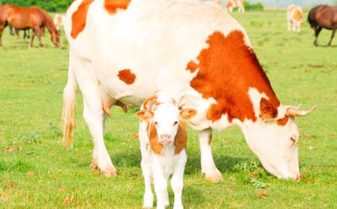 安恩和奶牛说课稿