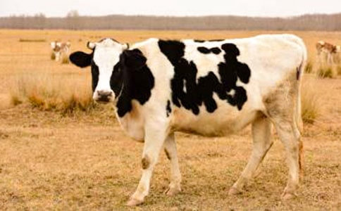 콭ڡţ֮Ƚ (ս̰꼶)