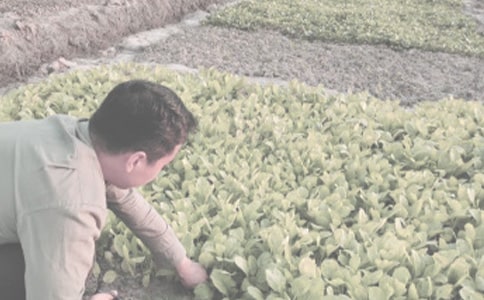 农作物种子加工合同