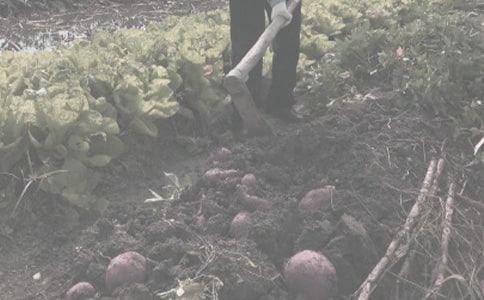 农作物种子代加工合同3篇