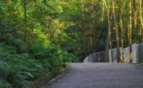 爬山虎的脚教学反思