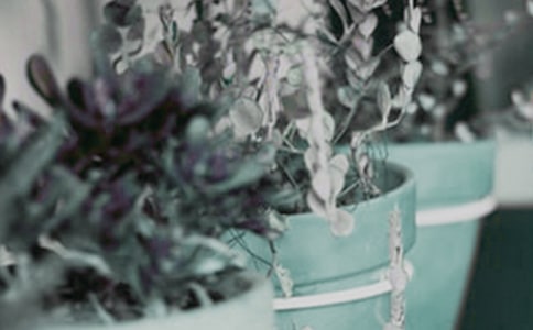 小班美术优秀教案及教学反思《美丽的小盆栽》