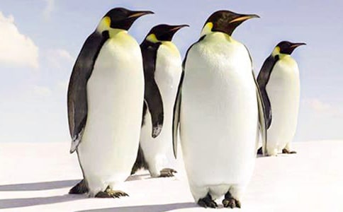 大班科学优质课教案及教学反思《制作雪雕小企鹅》