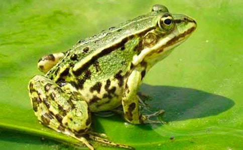 《小青蛙》教学反思