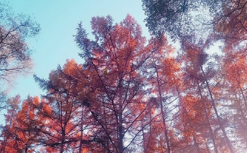 秋日高中作文随笔