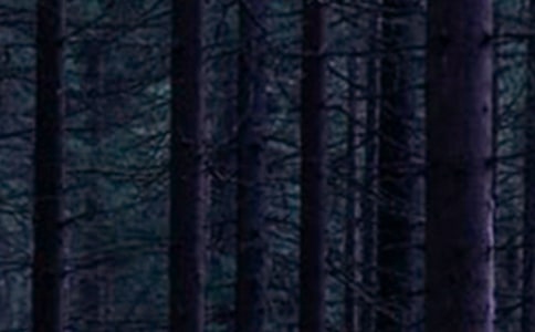 ɭֶ롷̰ (˽̰꼶²)