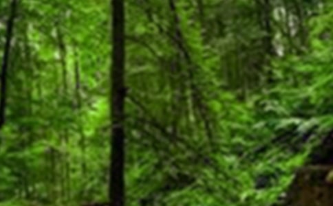 森林防火工作发言稿