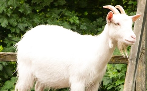 山羊分腿腾跃说课稿