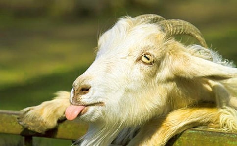 小山羊 教案教学设计