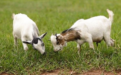 《山羊兹拉特》教案 教案教学设计