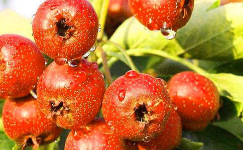 读《山楂树下》有感