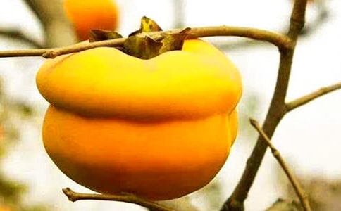 《雪柿子》读后感