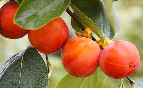 小班教案《柿子熟了》(通用10篇)