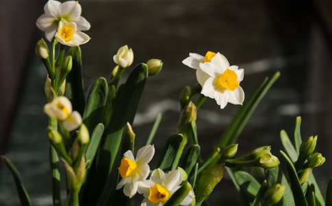 《水仙子咏江南》(沪教版九年级必修) 教案教学设计