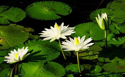 睡莲花儿开大班科学活动教案