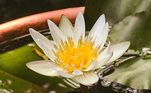 《睡莲》中班科学教案