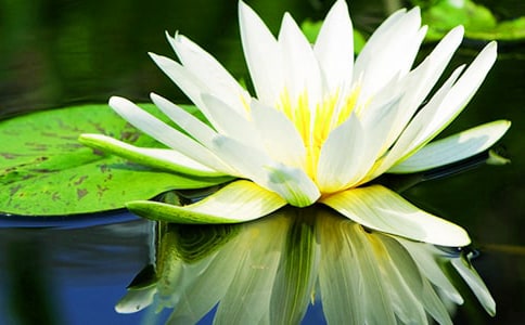 睡莲水粉画教案