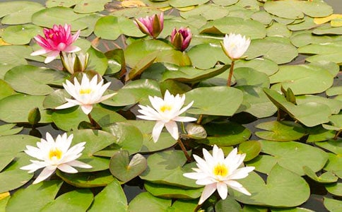 关于睡莲的小学观察日记