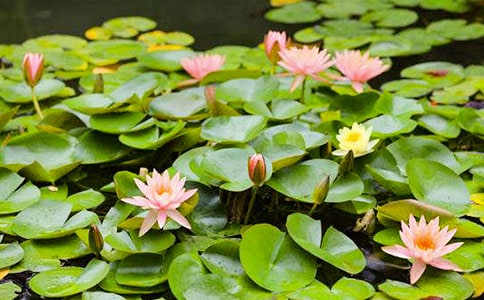 中班科学活动教案:睡莲花开(精选7篇)