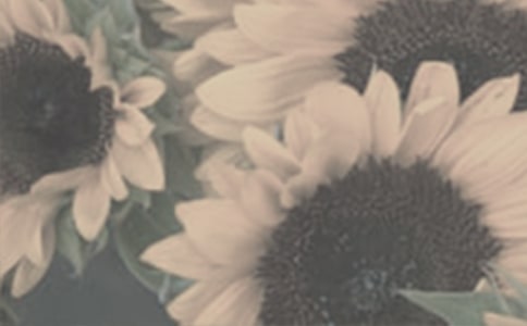 中班太阳花教学反思