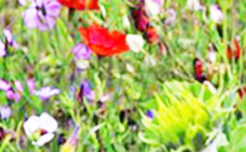 我们的田野教案