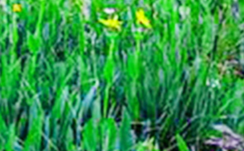 《田野在召唤》教案