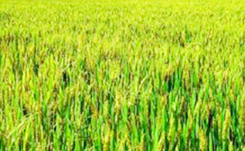 《田野里的油菜花》教案