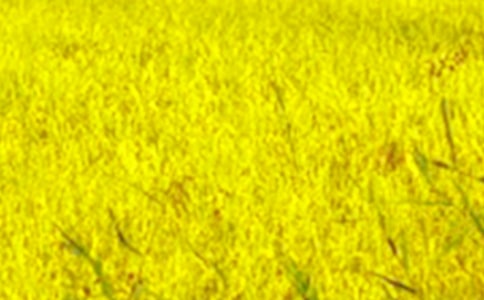 美丽的田野写景作文