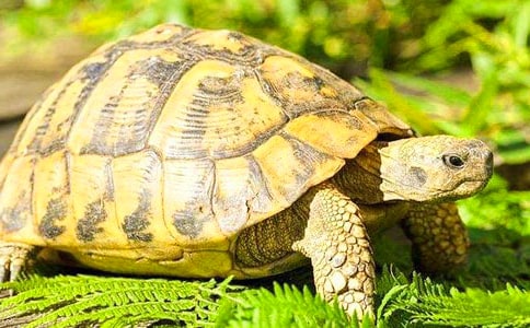 乌龟的日记(15篇)