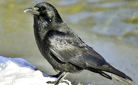 《乌鸦喝水》说课稿15篇