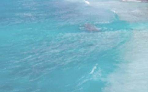 读《夏日历险》有感