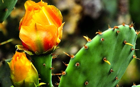 仙人掌小学作文汇总6篇