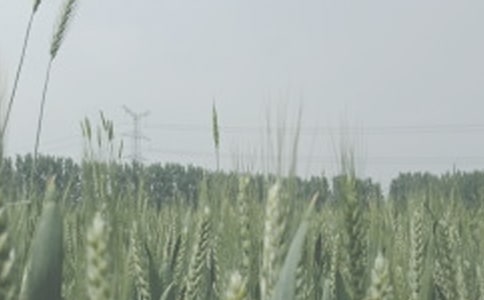 《神奇的小麦》大班教案