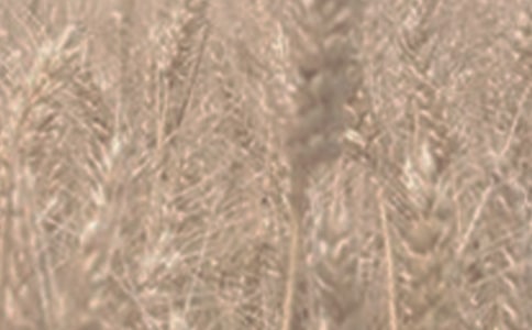 中班小麦的一生教案