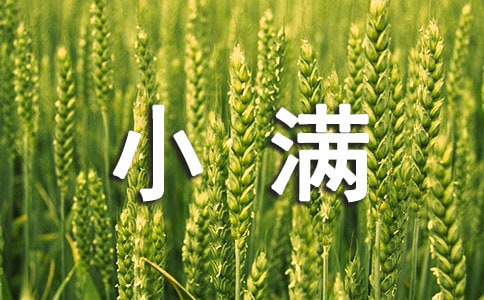 小满节气教案