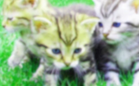 描写小猫的小学作文