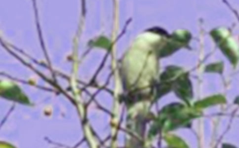 《小鸟的家》教学反思