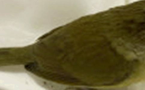 小鸟来了教学反思模板