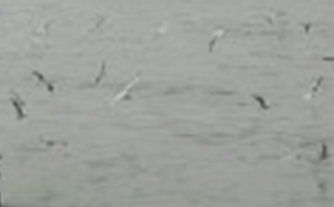 有关二年级小鸟的作文五篇