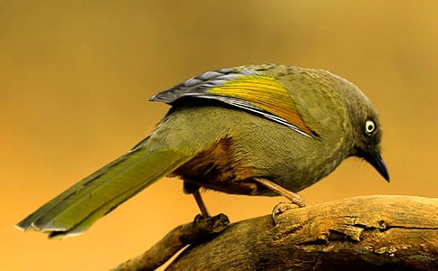 《小鸟》说课稿