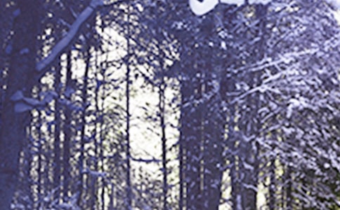 大班语言教案小雪花