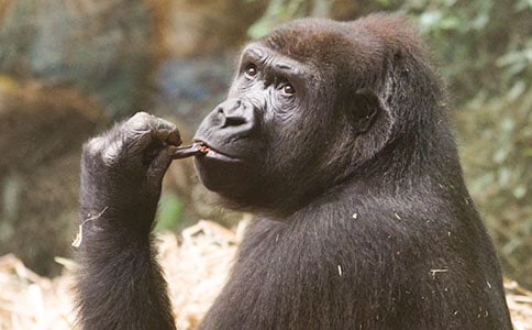 大班科学教案,猩猩玩倒立