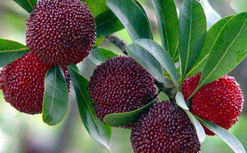 摘杨梅_写事的作文