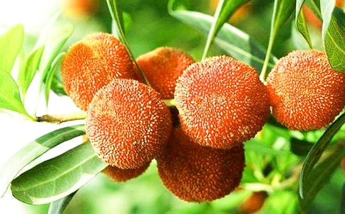 《我爱故乡的杨梅》教学反思(通用5篇)